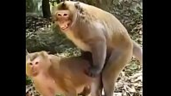 คลิปโป้สุดเด็ด ลิงเย็ดกัน Xnxx จ่าฝูงขี้เงี่ยนจับลิงตัวเมียล่อหีล้อเลียนท่าเย็ดของคน จับกดซอยยิกๆแล้วเย็ดปากจนน้ำว่าวแตก